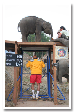 Sri Chinmoy lifts a second baby elephant